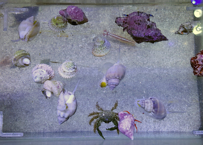 55 Gallon Clean Up Crew