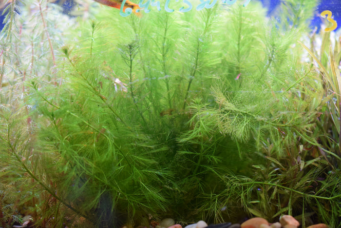 Green Foxtail