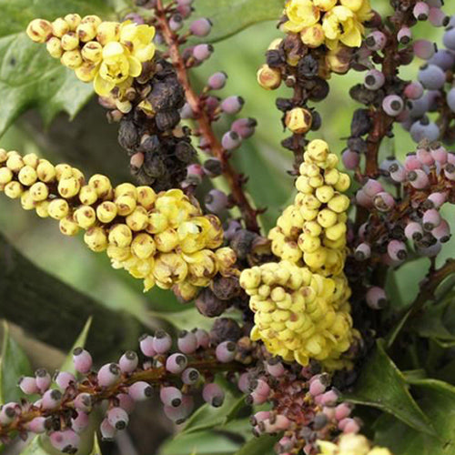 Mahonia fortunei & Chinese mahonia Seeds