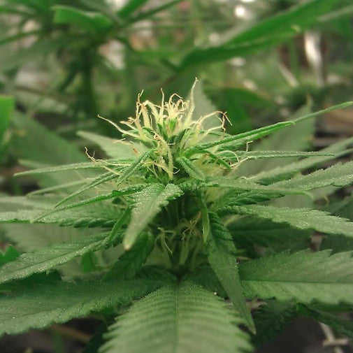 Sativa