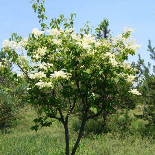 Syringa reticulata & Japanese tree lilac Seeds