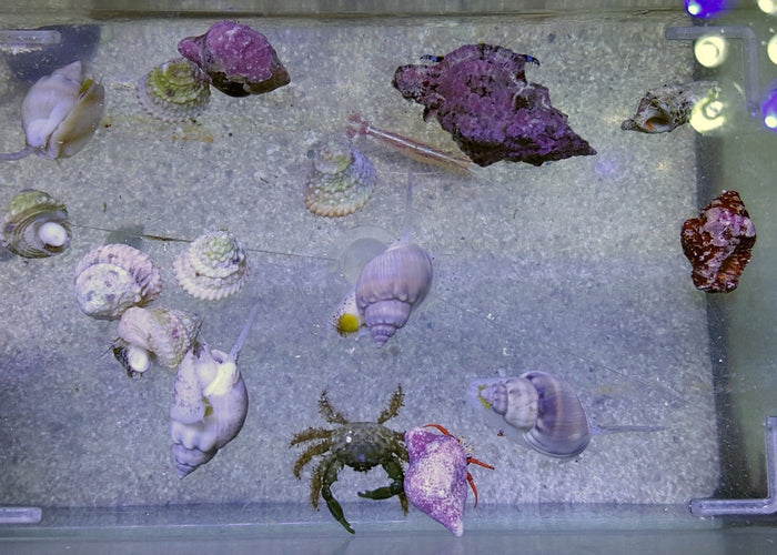 15 Gallon Clean Up Crew
