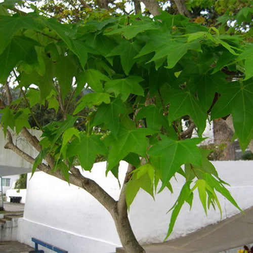 Acer palmatum & Palmate maple Seeds