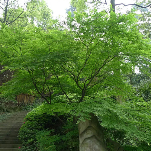 Acer-palmatum-Palmate-maple-Seeds