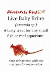 Baby Brine