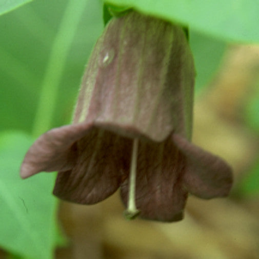 Belladonna