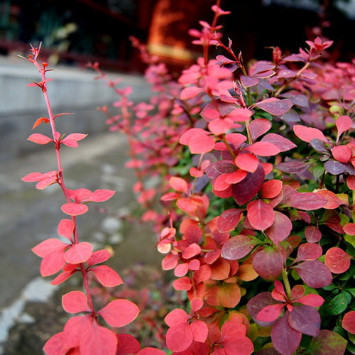 Berberis-thunbergii-Japanese-barberry-Seeds