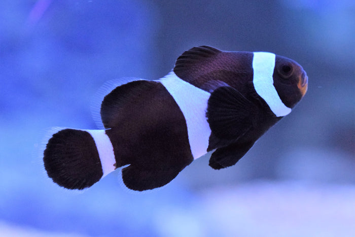 Black Ocellaris Clownfish