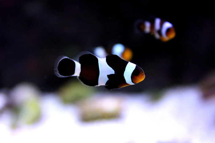 Black Ocellaris Clownfish