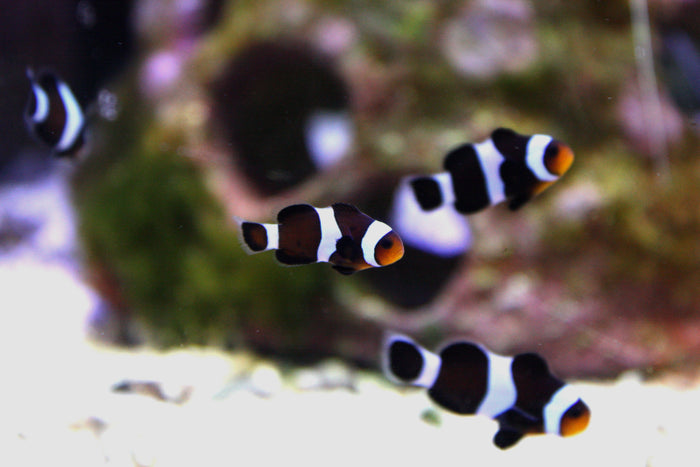 Black Ocellaris Clownfish