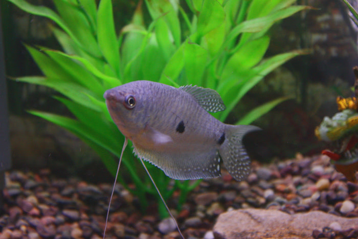Blue Three Spot Gourami