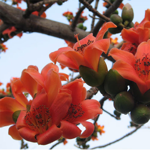 Bombax-ceiba-Cotton-tree-Seeds