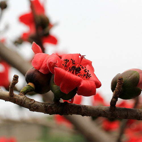 Bombax-ceiba-Cotton-tree-Seeds