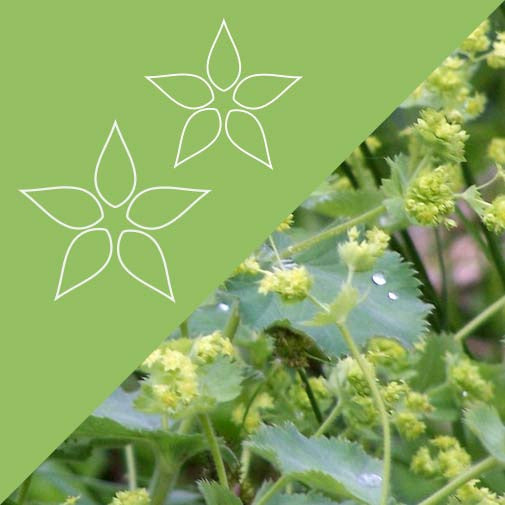 Celandine Plus