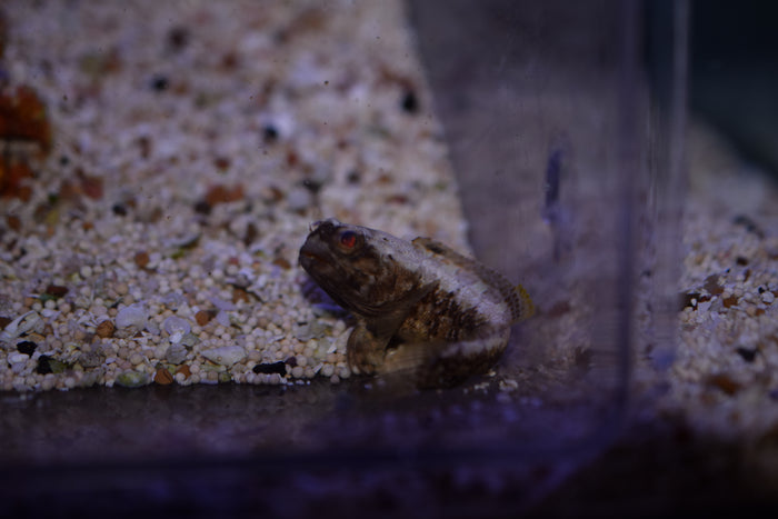 Dusky Jawfish
