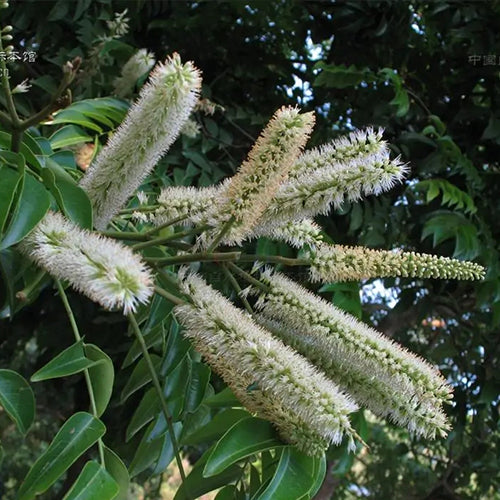 Erythrophleum-fordii-Seeds