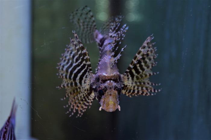 Fuzzy Dwarf Lionfish