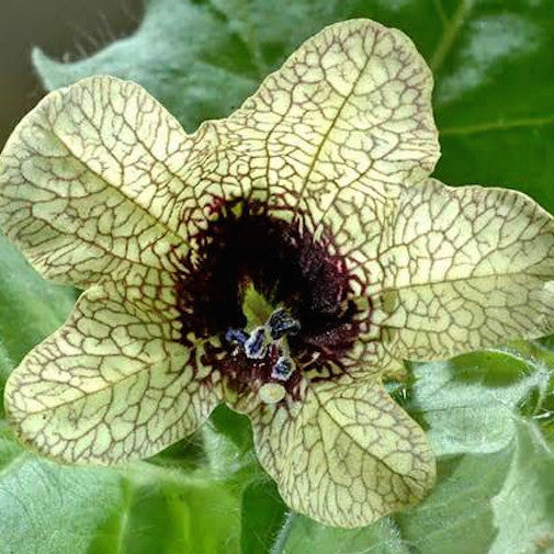 Henbane