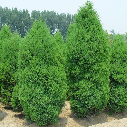 Juniperus chinensis & Chinese juniper Seeds
