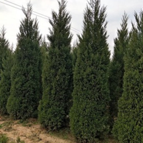 Juniperus chinensis & Chinese juniper Seeds