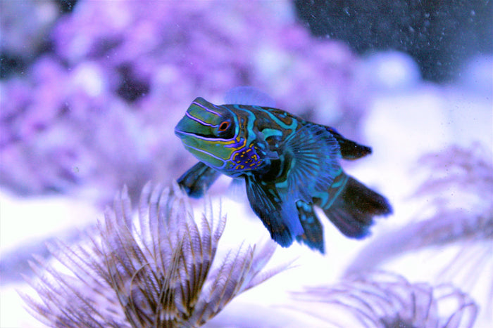 Mandarin Dragonet