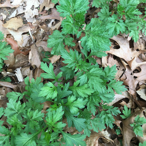 Mugwort