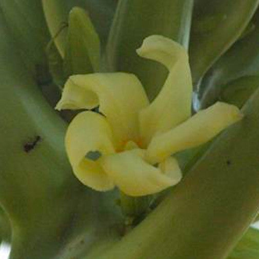 Papaya
