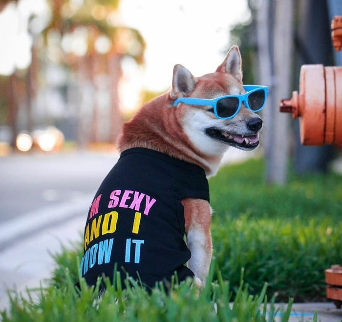 Parisian Pet Sexy And I Know It Dog & Cat T-Shirt