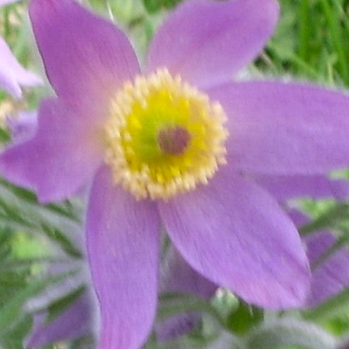 Pasque Flower