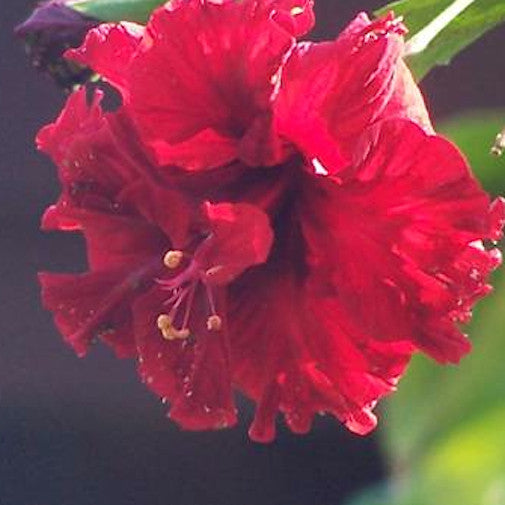 Red Hibiscus