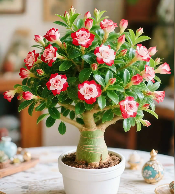 🌵 Semená vzácnej púštnej ruže 🌺 Ľahko sa pestuje-SK
