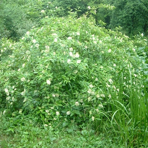 Swida-walteri-Dogwood-Seeds