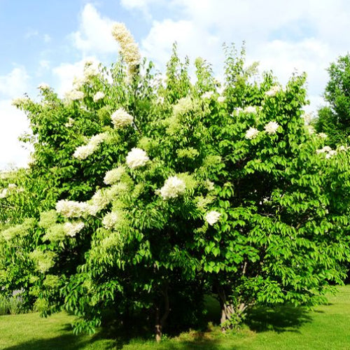 Syringa reticulata & Japanese tree lilac Seeds