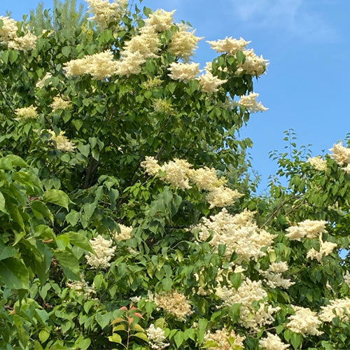 Syringa reticulata & Japanese tree lilac Seeds