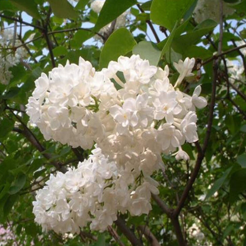 Syringa reticulata & Japanese tree lilac Seeds